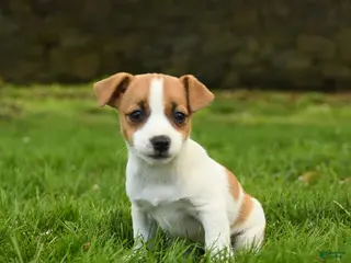 Jack Russell Terrier dogs for sale: Hadly - Ad 2