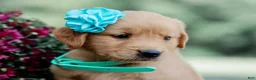 Golden Retriever dogs for sale: Abby AKC Golden Retriever Pup - Ad 2