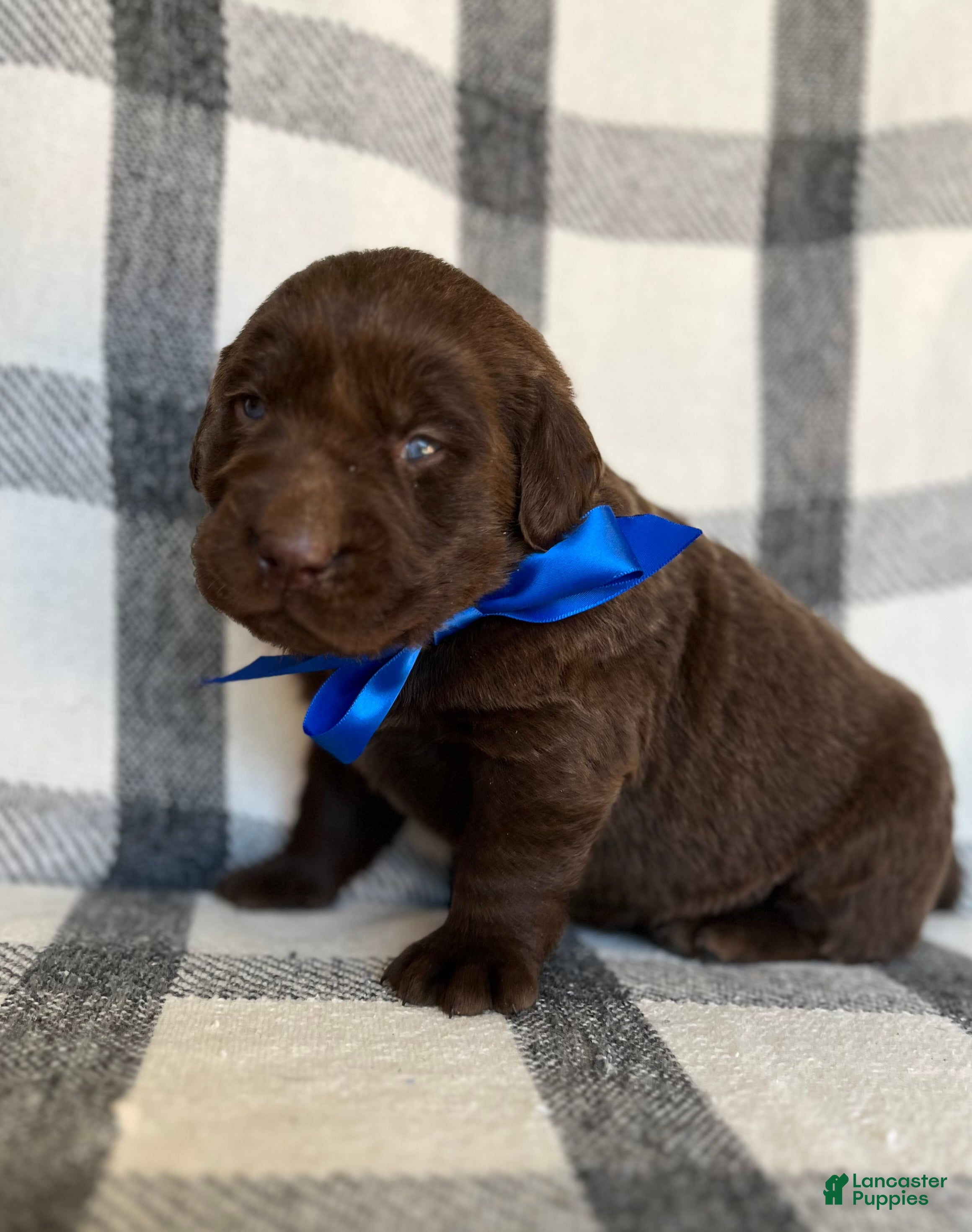 Labrador Retriever dogs for sale: Milo - Ad 1