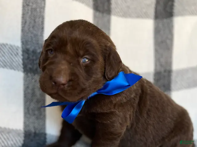 Labrador Retriever dogs for sale: Milo - Ad 1