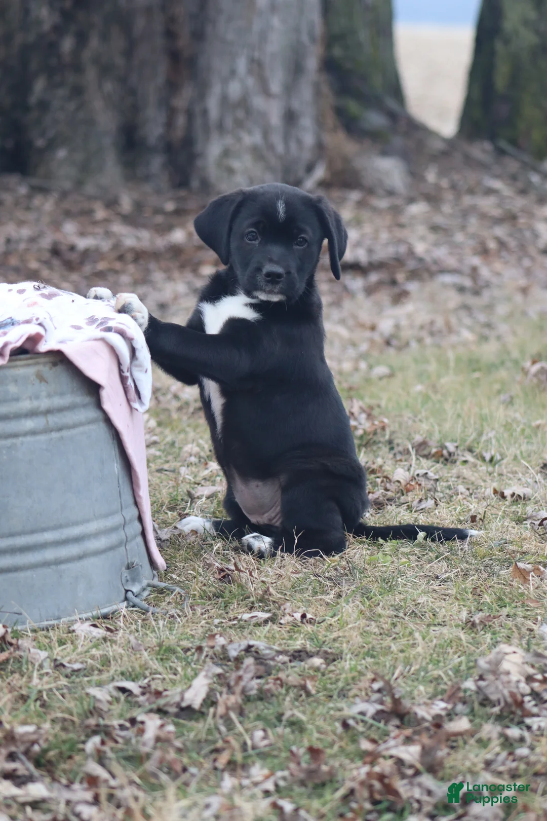 Mixed Breed dogs for sale: Boots - Ad 1