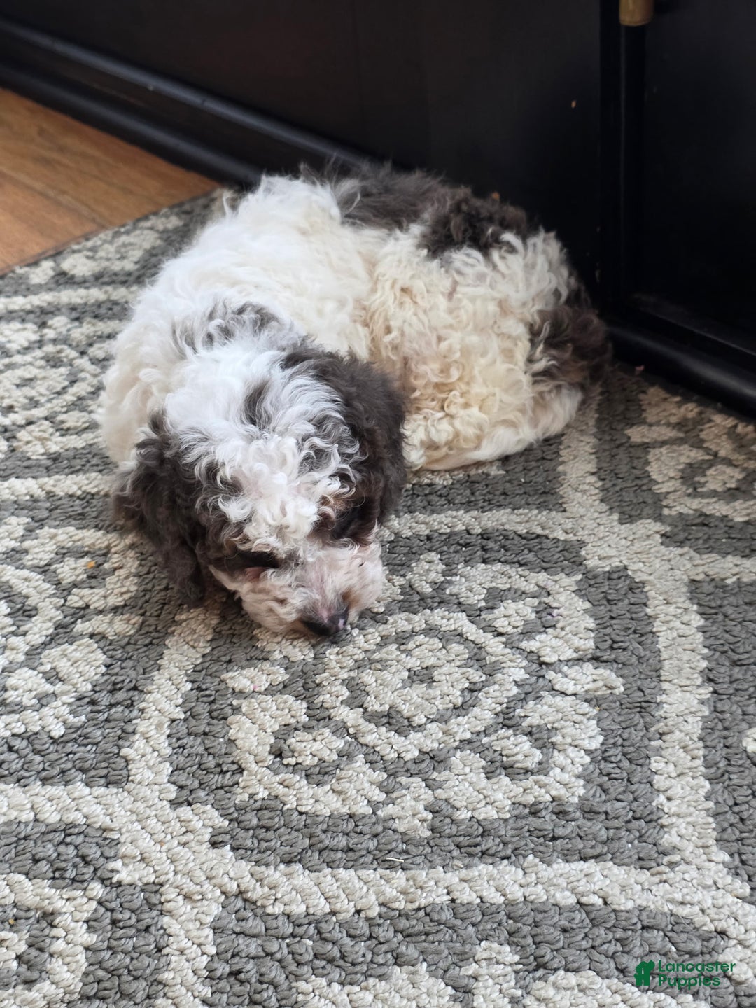 Mini Goldendoodle dogs for sale: Juno - Ad 4