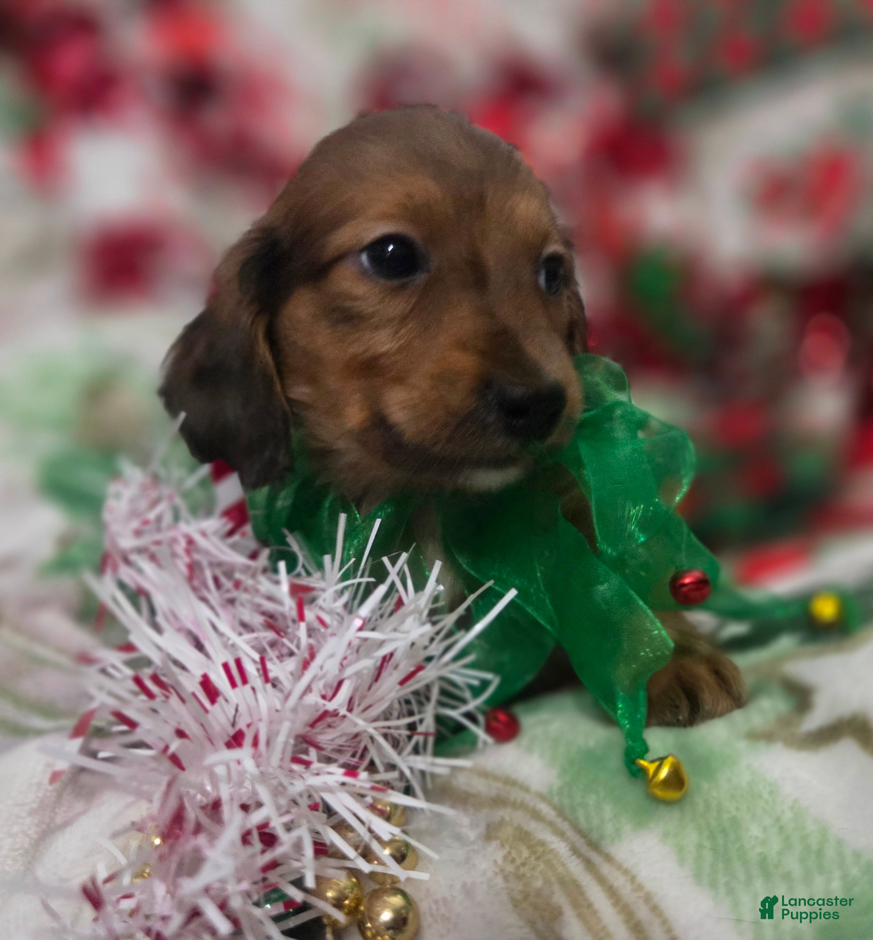 Miniature Dachshund dogs for sale: Miniature Dachshund 1 - Ad 1