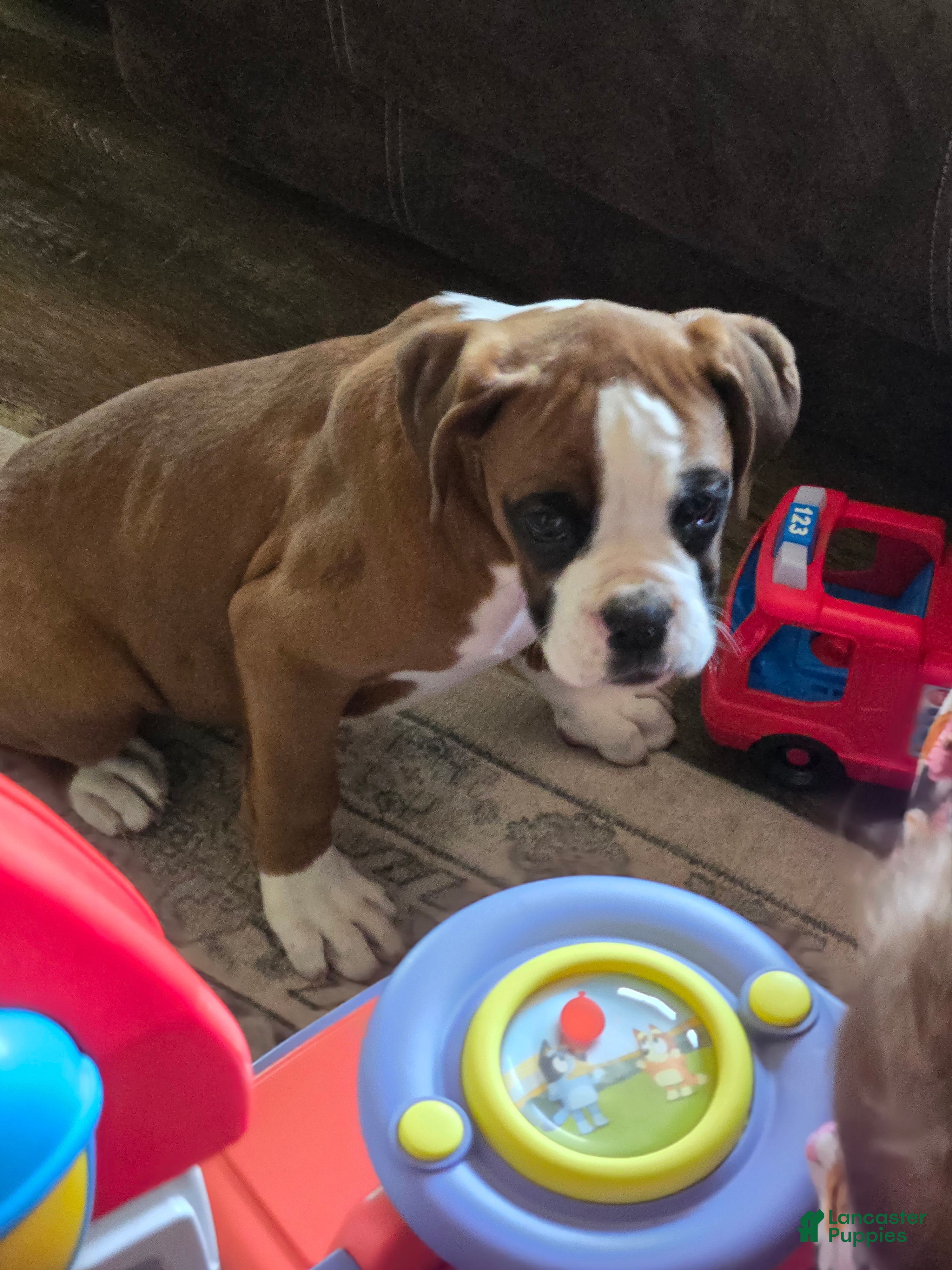 Boxer dogs Buddy - Ad 1