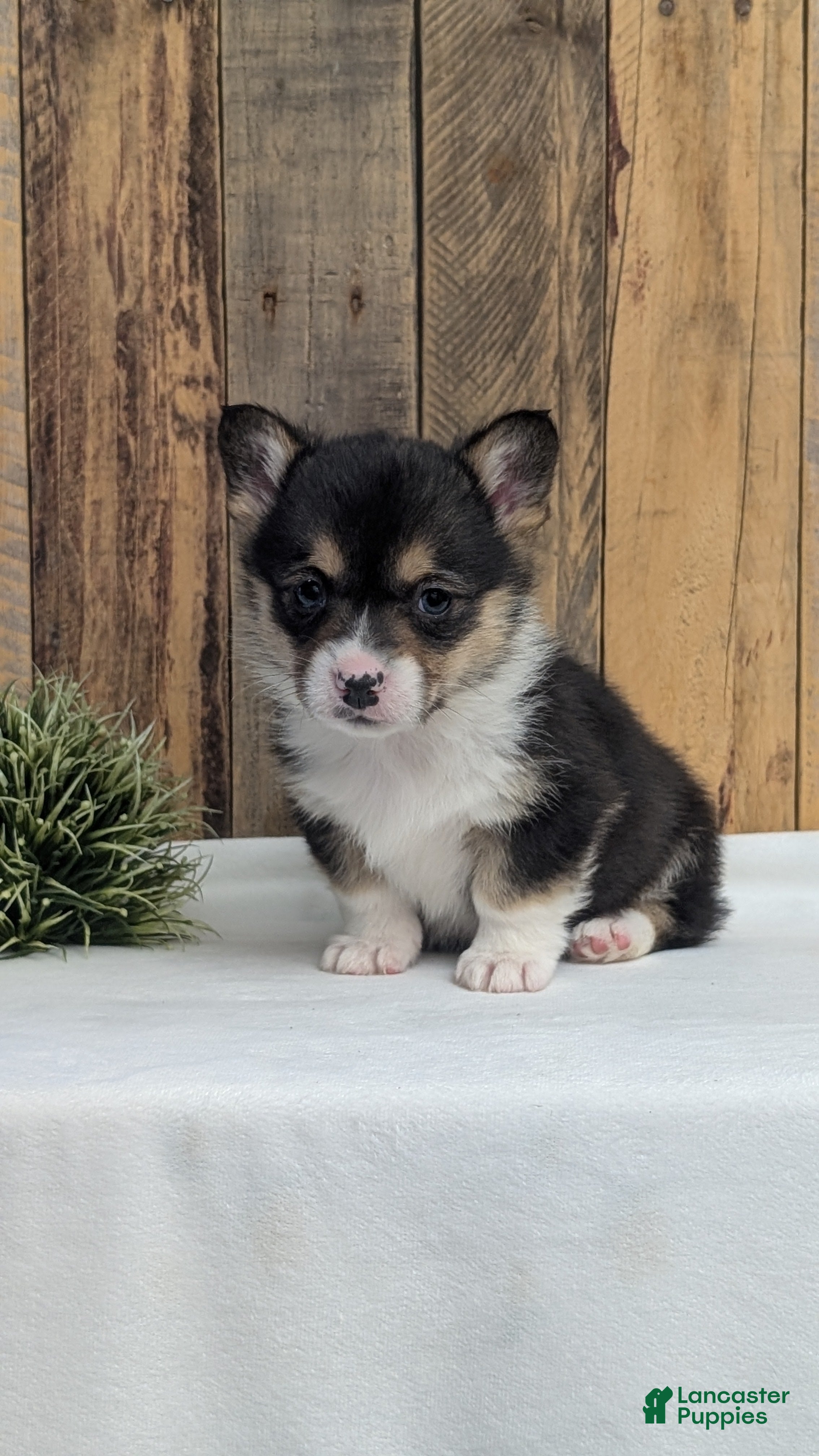 Welsh Corgi Pembroke dogs Finn  - Ad 2
