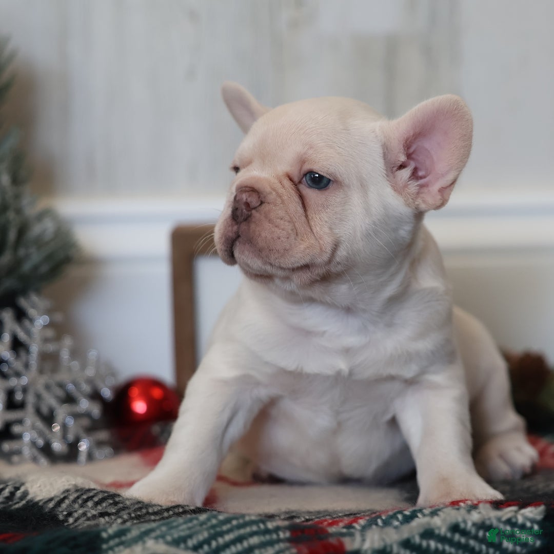 French Bulldog dogs for sale: Yuletide  - Ad 7