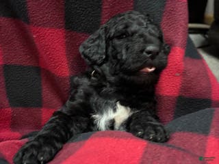 Labradoodle dogs Labradoodle Puppy 2 - Ad 18