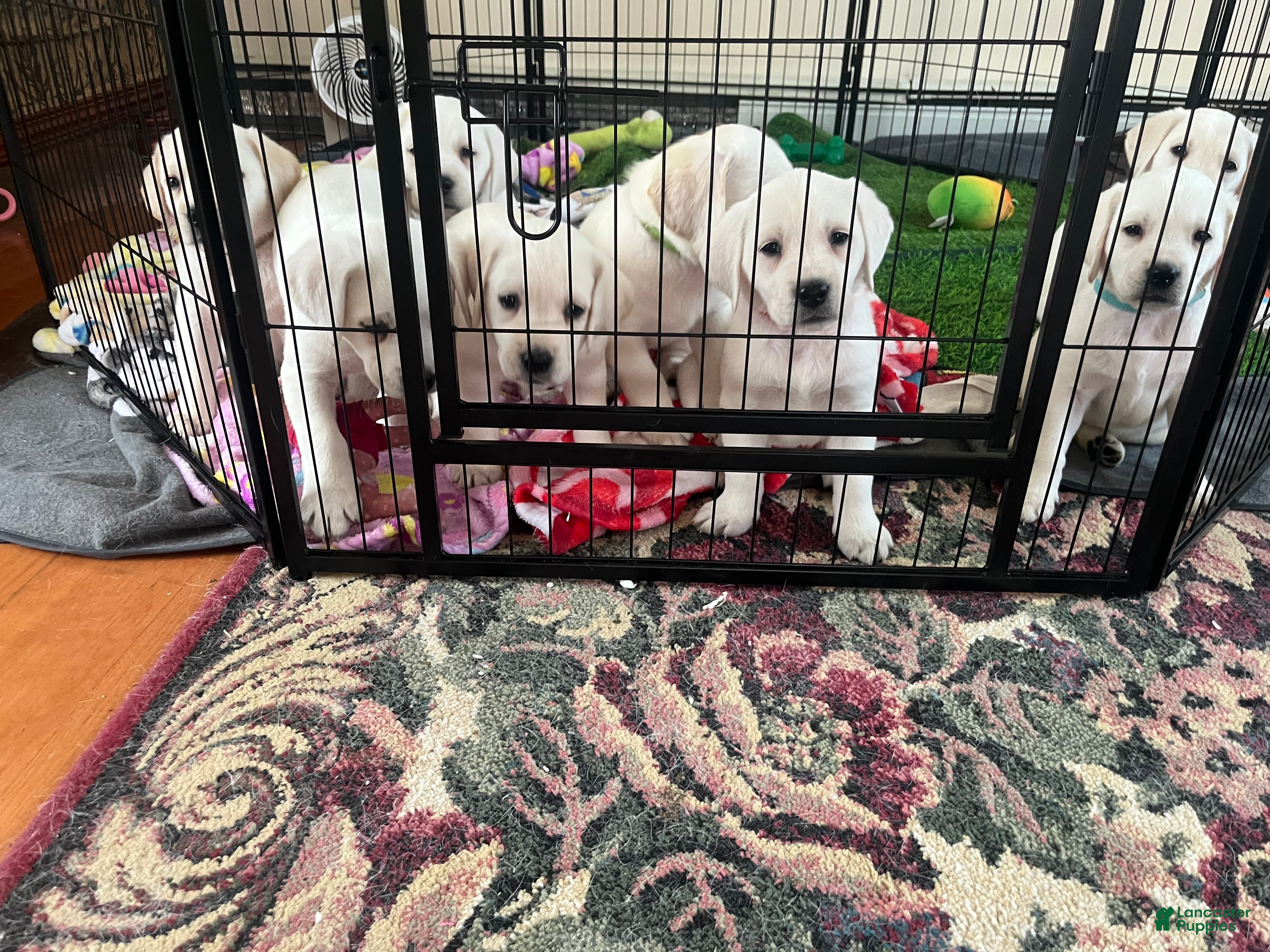 Labrador Retriever dogs Labrador Retriever Puppy 1 - Ad 16
