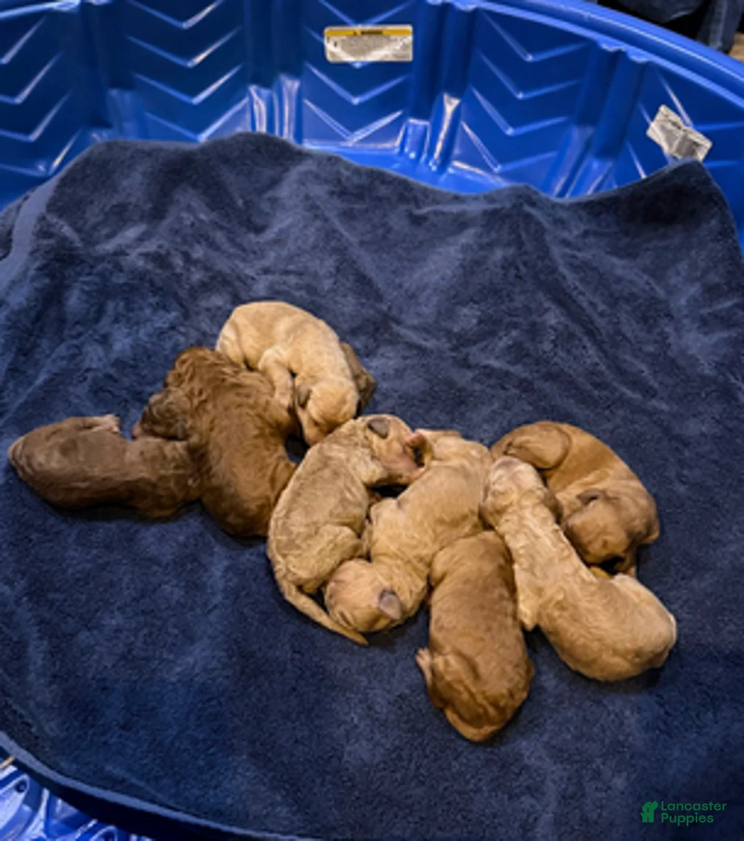 Goldendoodle dogs for sale: W25 Male Teal Collar - Ad 4