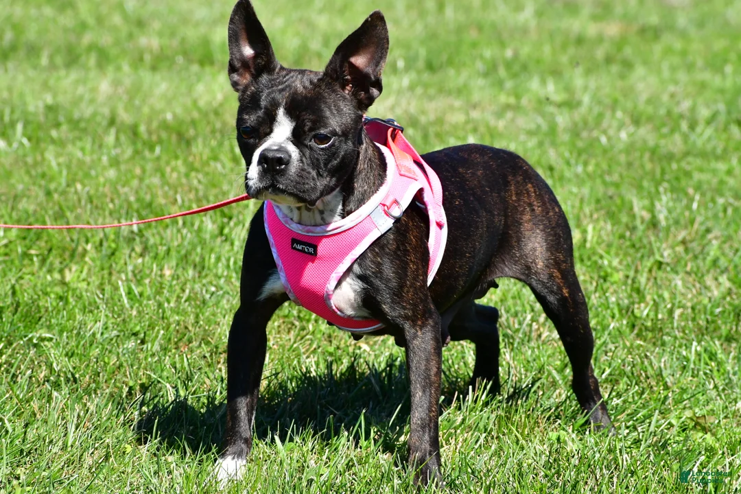 Boston Terrier dogs for sale: Gus - Ad 9