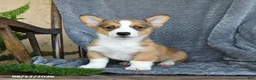 Welsh Corgi Pembroke dogs for sale: Flash - Ad 4