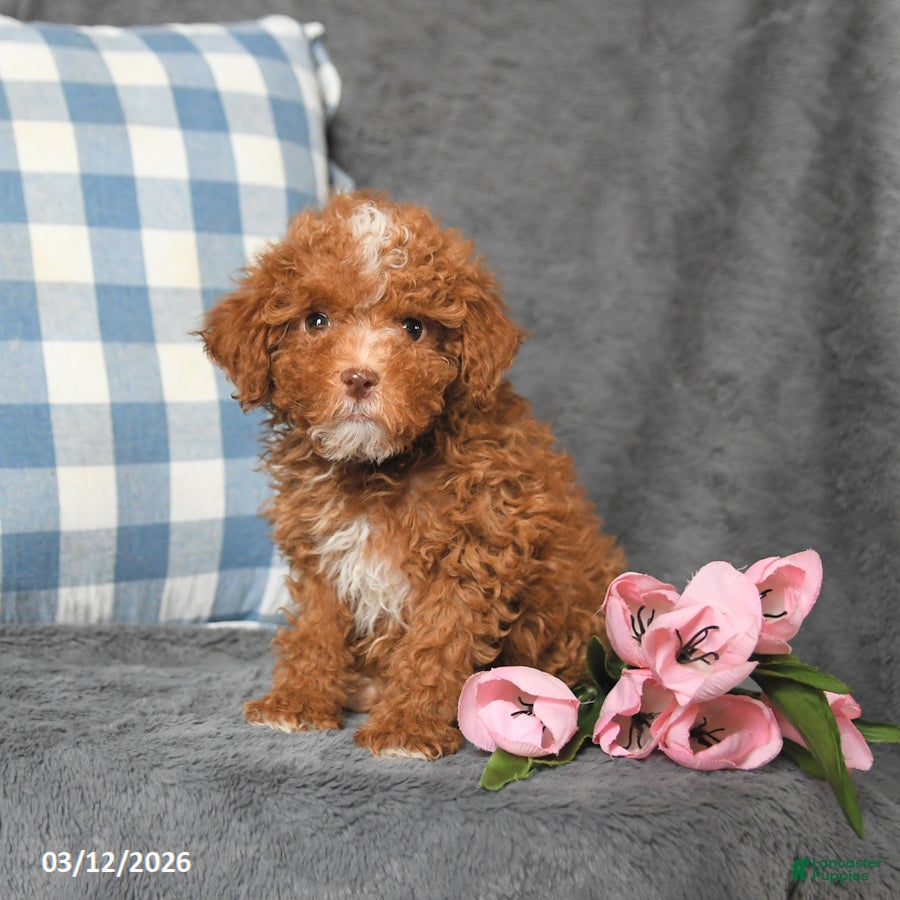 Toy Poodle dogs Prince   - Ad 1