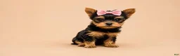 Yorkshire Terrier dogs for sale: Sally - Ad 5