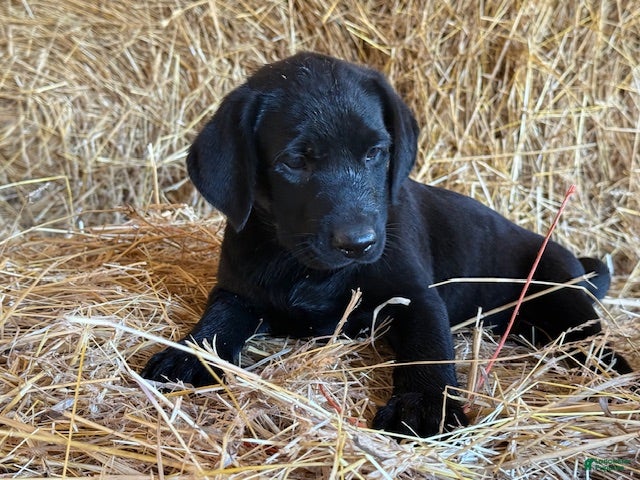 Labrador Retriever dogs Roxy - Ad 1