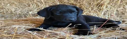 Labrador Retriever dogs for sale: Roxy - Ad 1