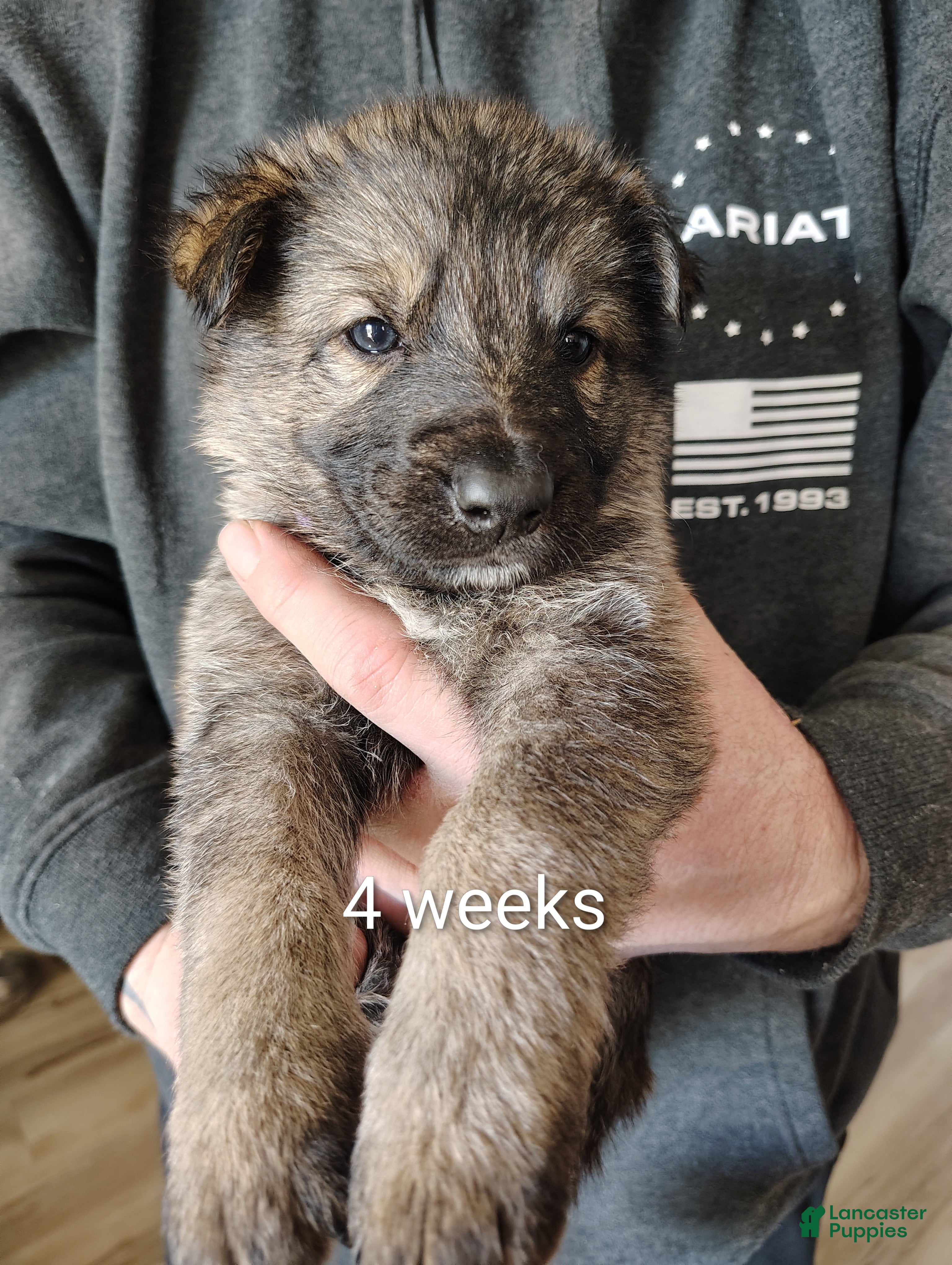 German Shepherd dogs Fern - Ad 1