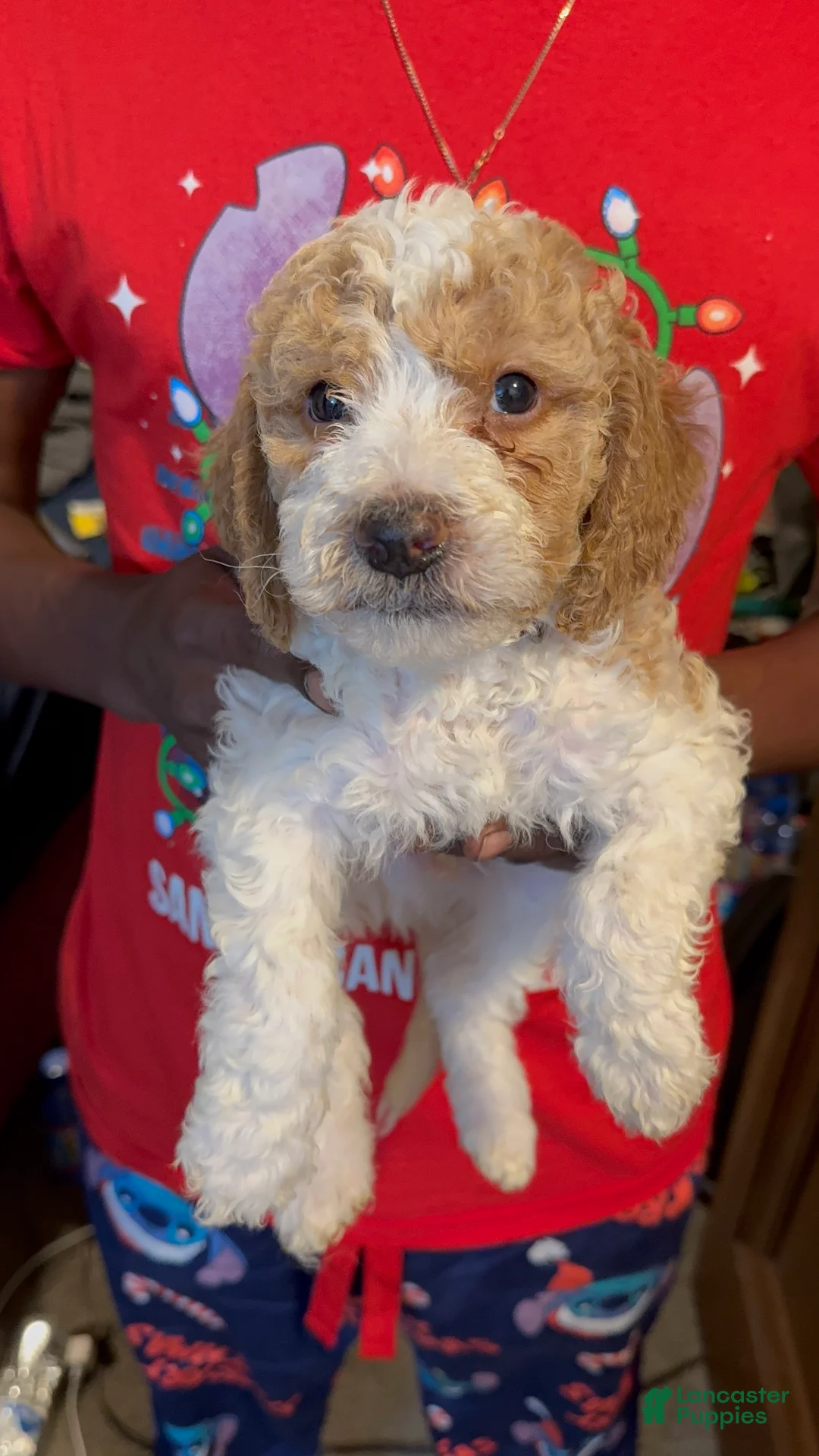 Mini Bernedoodle dogs for sale: Mini Bernedoodle Puppy 1 - Ad 1