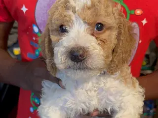 Mini Bernedoodle dogs Mini Bernedoodle Puppy 1 - Ad 14