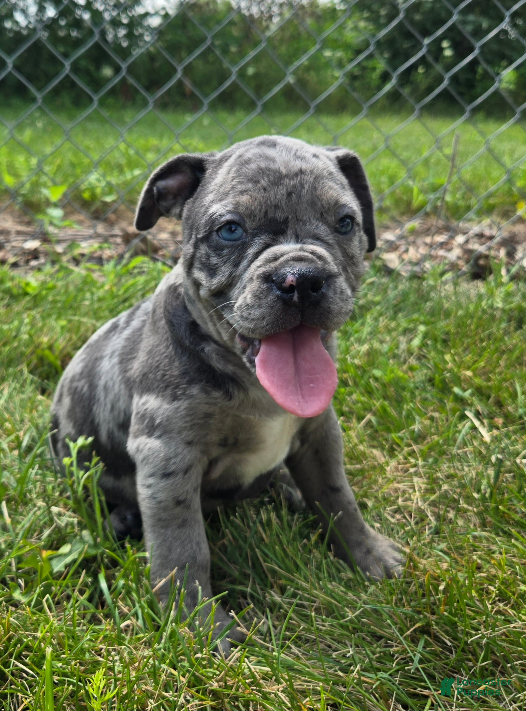 Olde English Bulldogge dogs Marshall - Ad 1