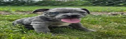 Olde English Bulldogge dogs for sale: Marshall - Ad 1