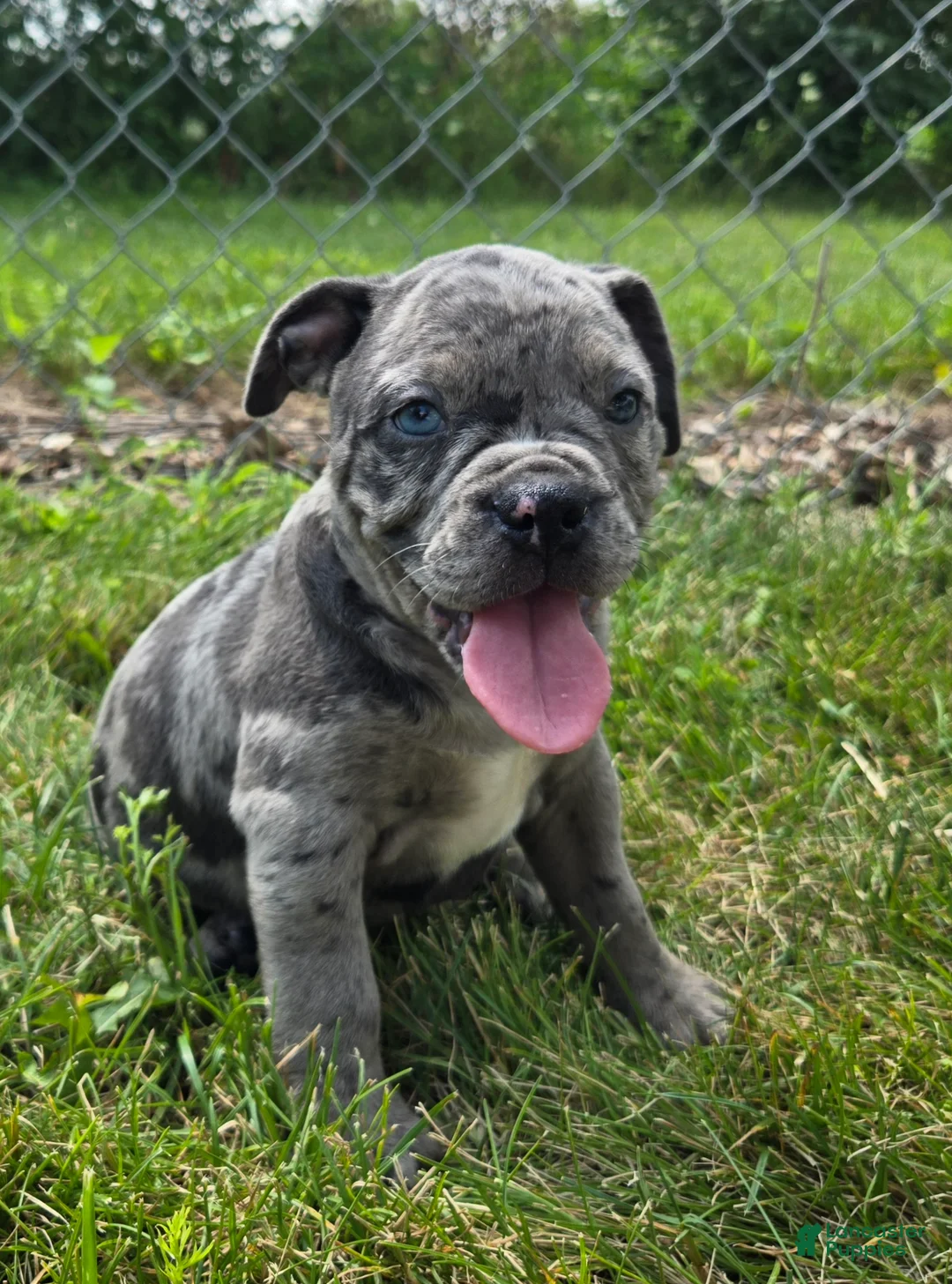 Olde English Bulldogge dogs for sale: Marshall - Ad 1