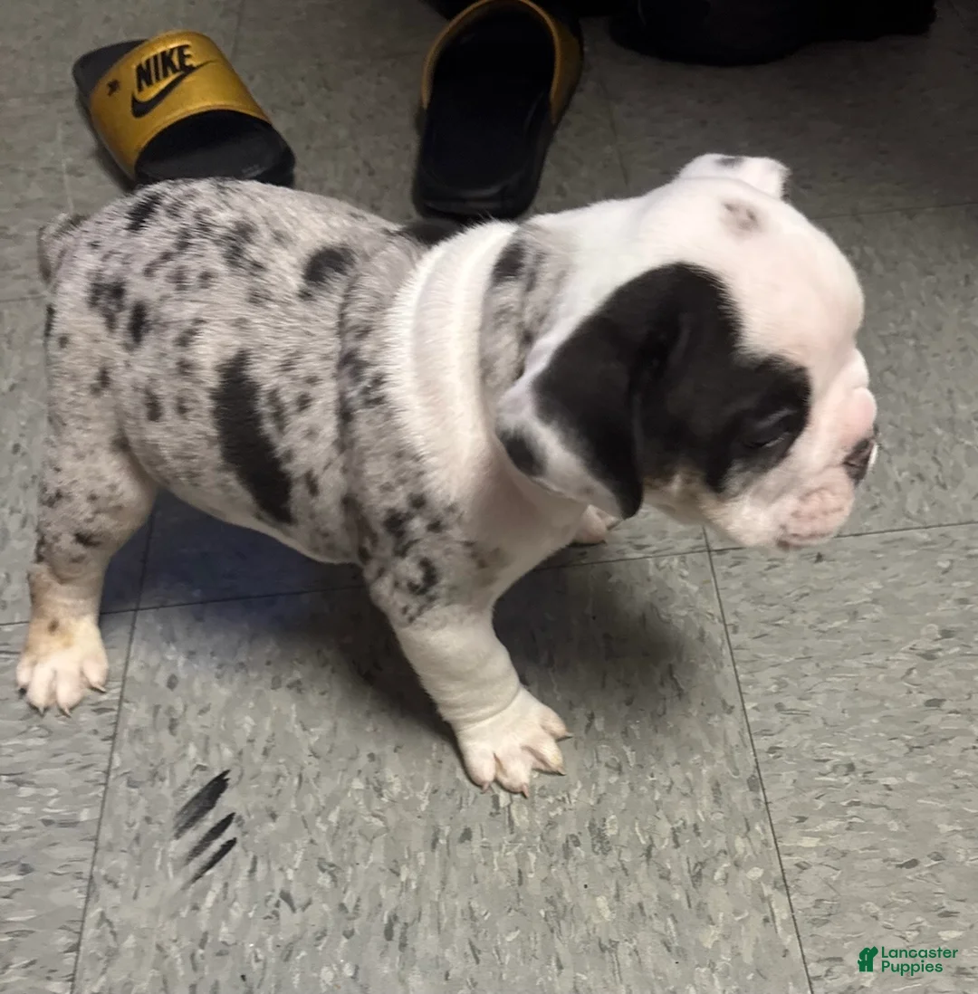 Olde English Bulldogge dogs for sale: “APACHE” - Ad 1