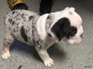 Olde English Bulldogge dogs “APACHE” - Ad 16