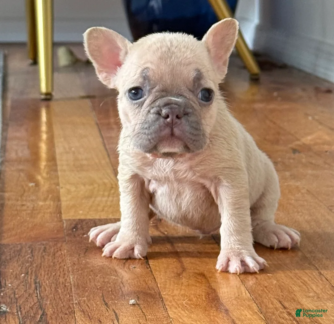 French Bulldog dogs for sale: Winnie - Ad 1