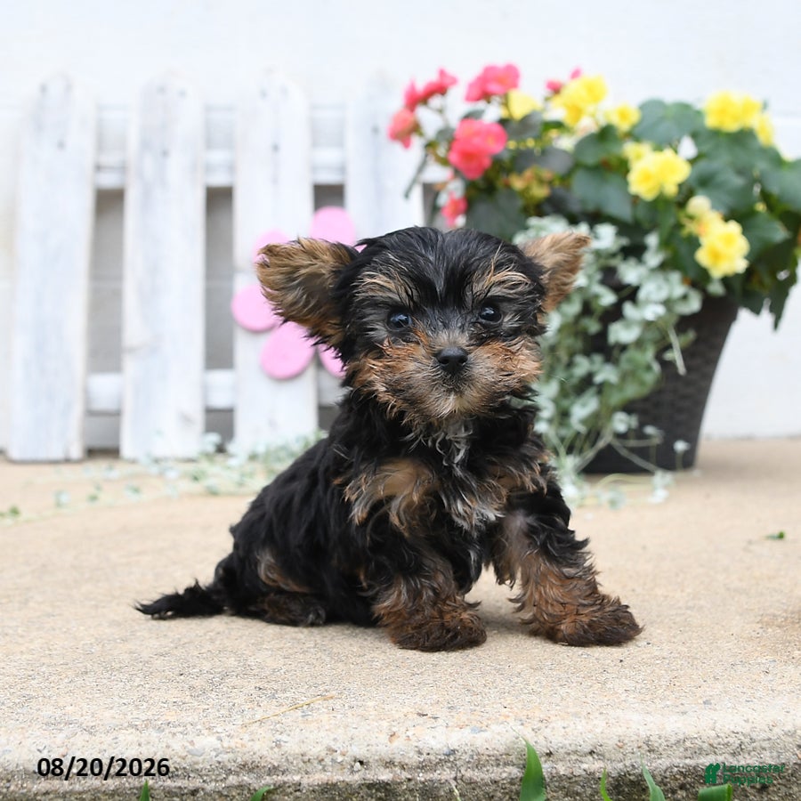 Yorkiepoo dogs Buster - Ad 1