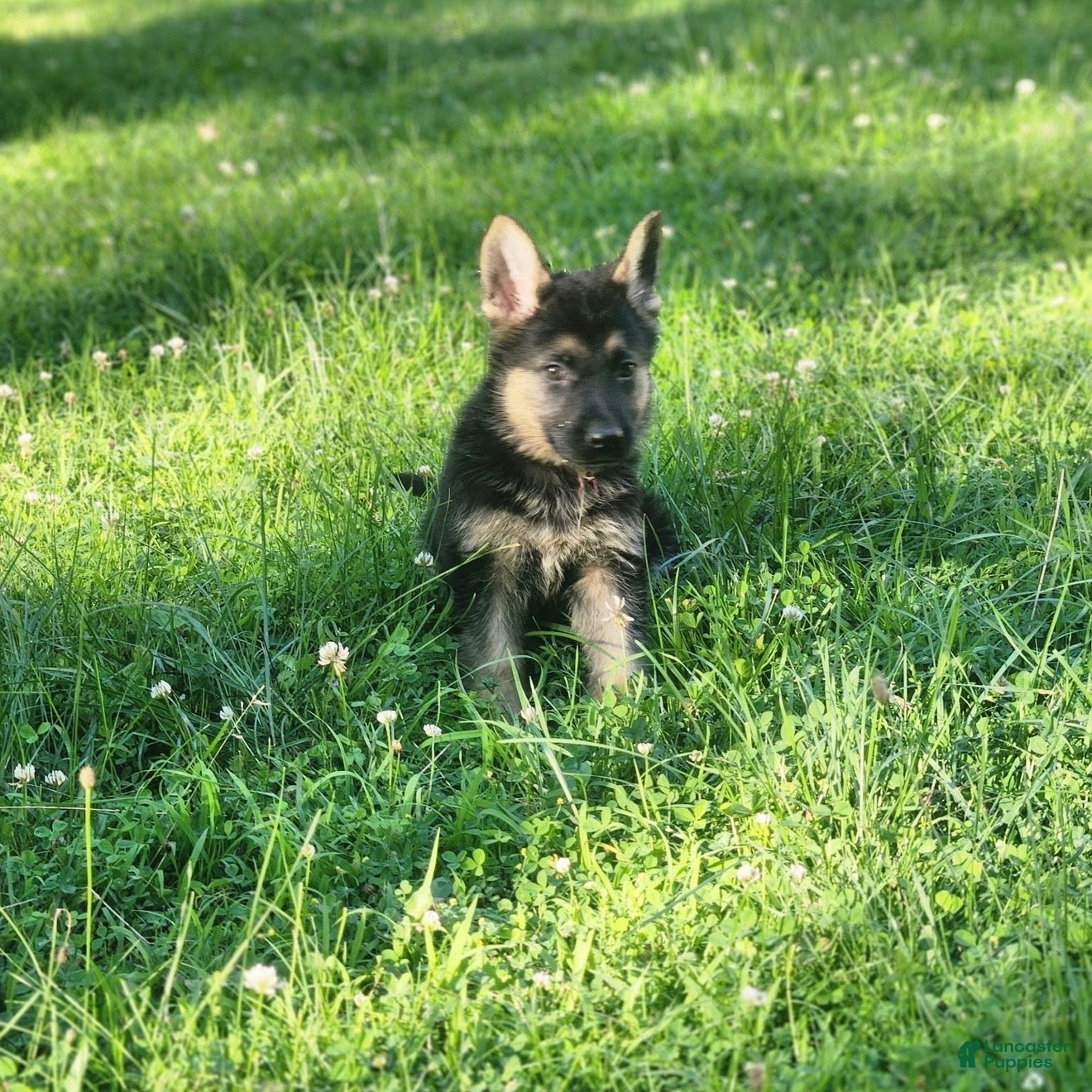 German Shepherd dogs URSULA - Ad 2