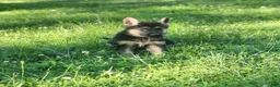German Shepherd dogs for sale: URSULA - Ad 2