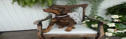 Doberman Pinscher dogs for sale: Doberman Pinscher 1 Sabrina - Ad 2