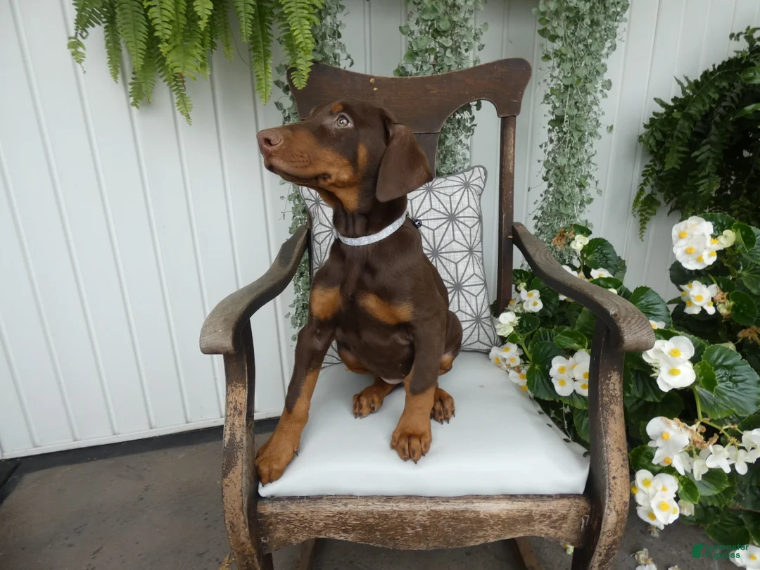 Doberman Pinscher dogs for sale: Doberman Pinscher 1 Sabrina - Ad 2