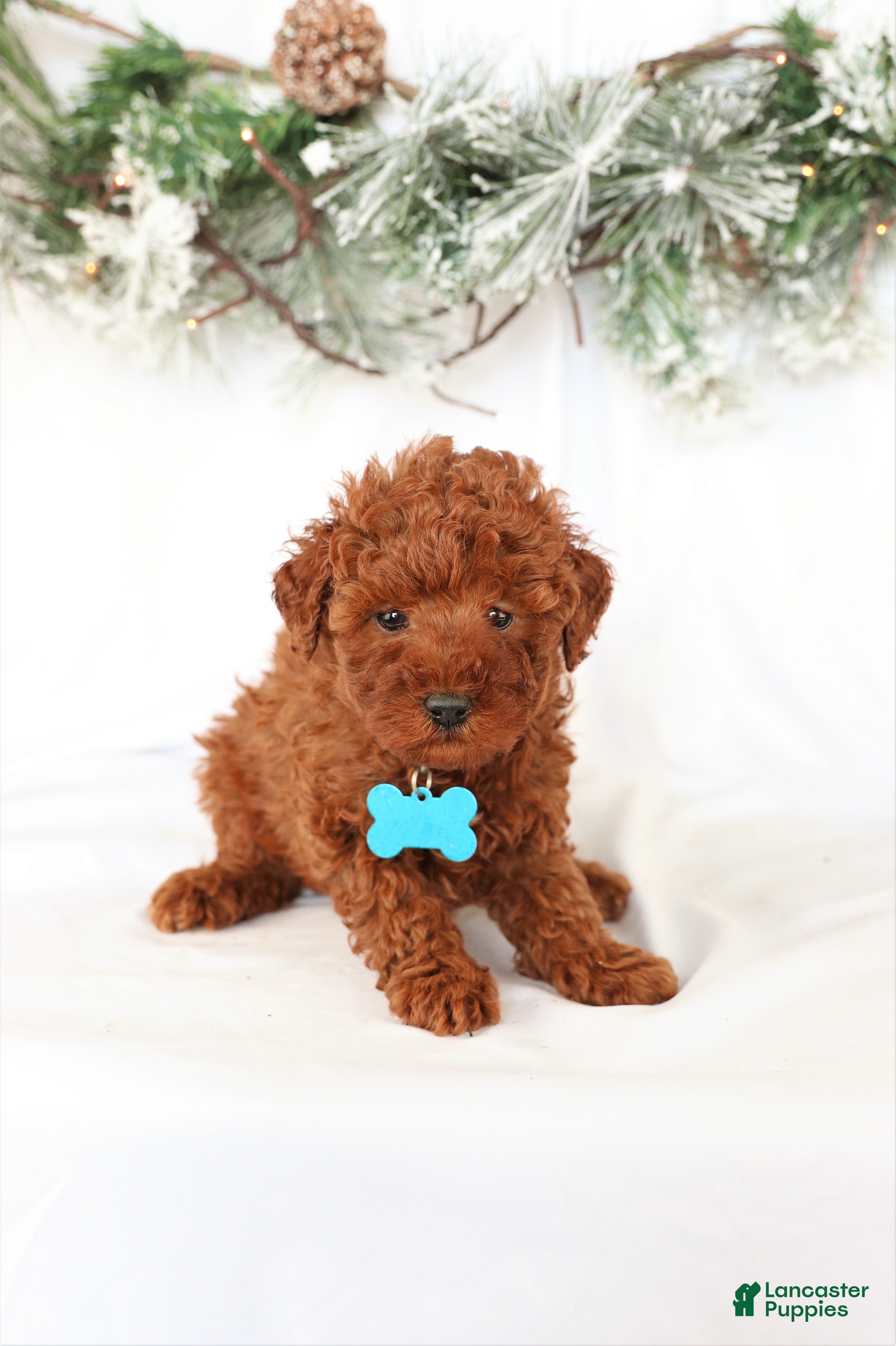 Miniature Poodle dogs for sale: Duke - Ad 2