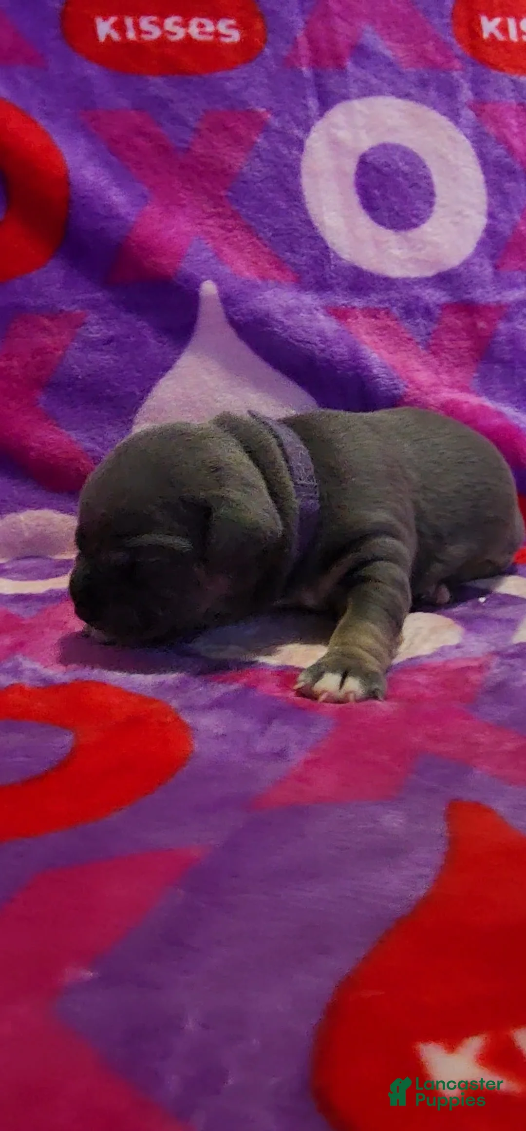 American Bully dogs for sale: Wednesday - Ad 3
