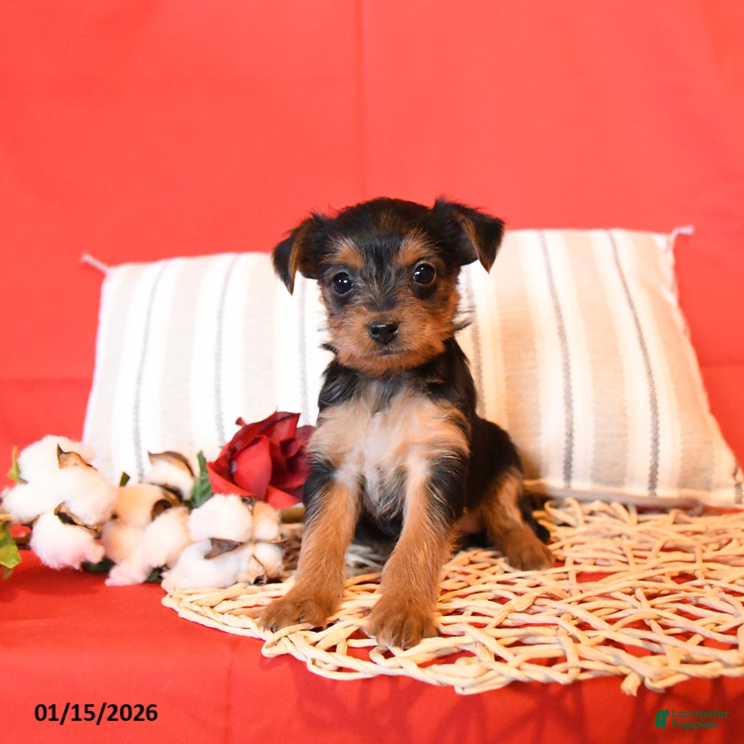Yorkiepoo dogs for sale: Rosie - Ad 1