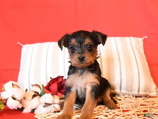 Yorkiepoo dogs Rosie - Ad 40