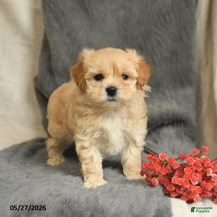 Maltipoo dogs Willy - Ad 1