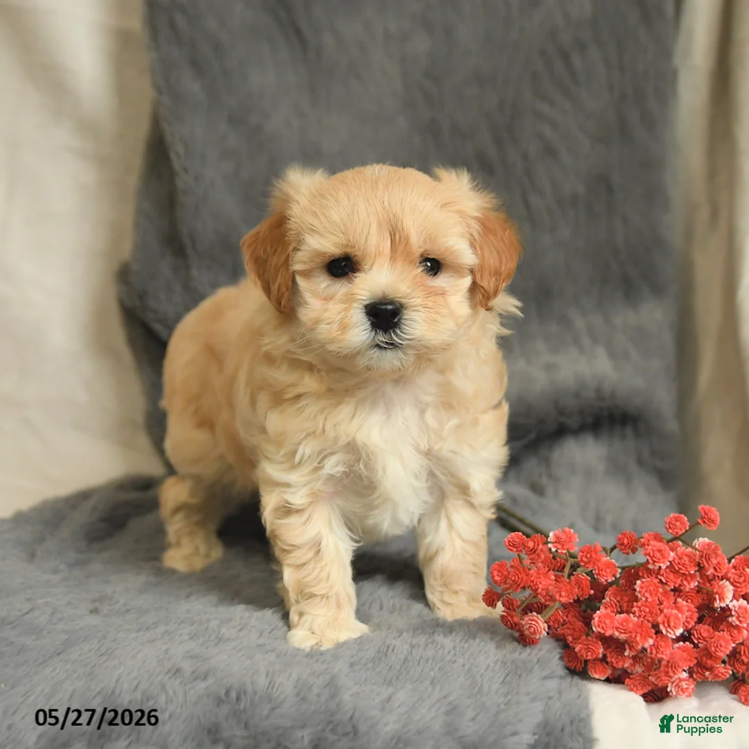 Maltipoo dogs for sale: Willy - Ad 1