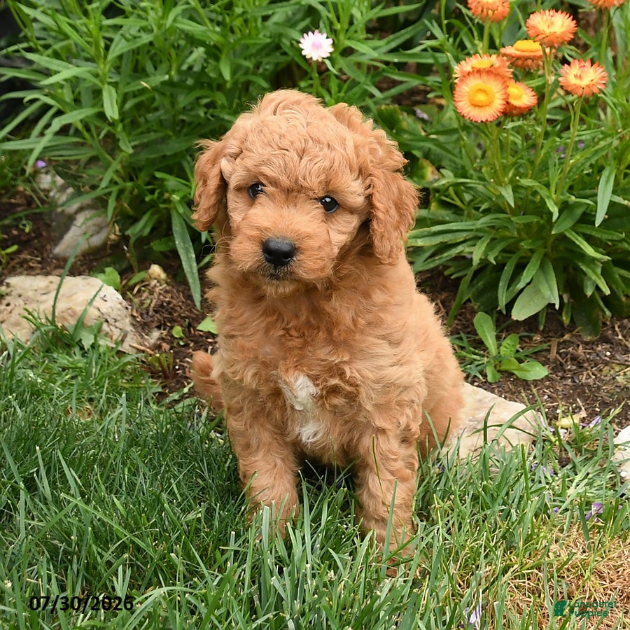 Mini Goldendoodle dogs for sale: Conroy - Ad 4