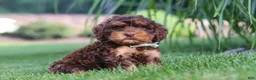 Cockapoo dogs for sale: Seth - Ad 5