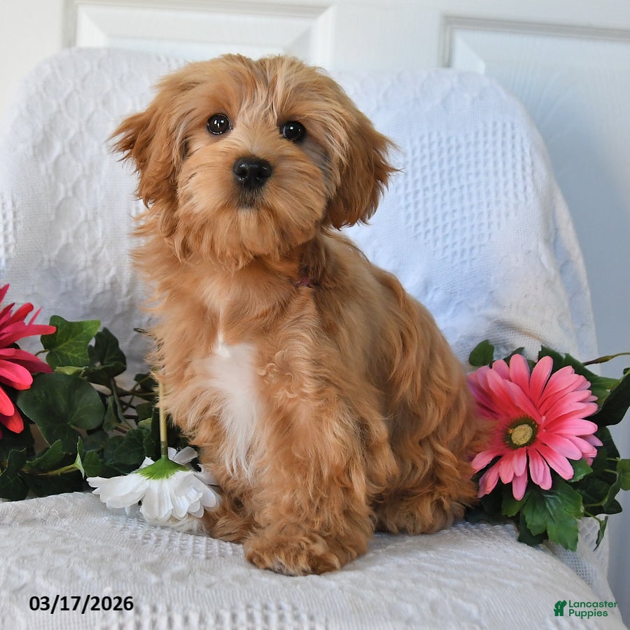 Maltipoo dogs Mandy - Ad 2