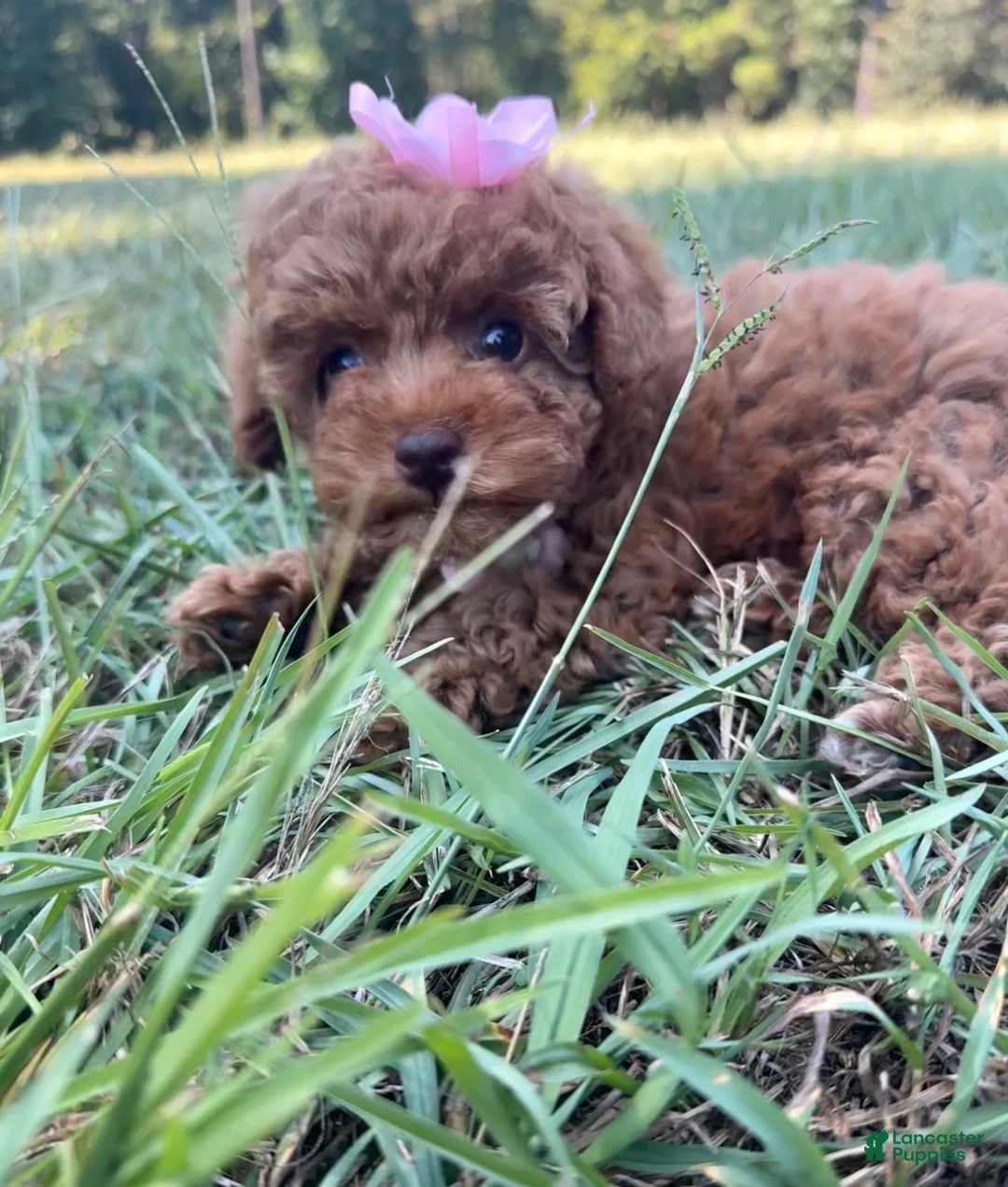 Toy Poodle dogs for sale: Toy Poodle 1 - Ad 1