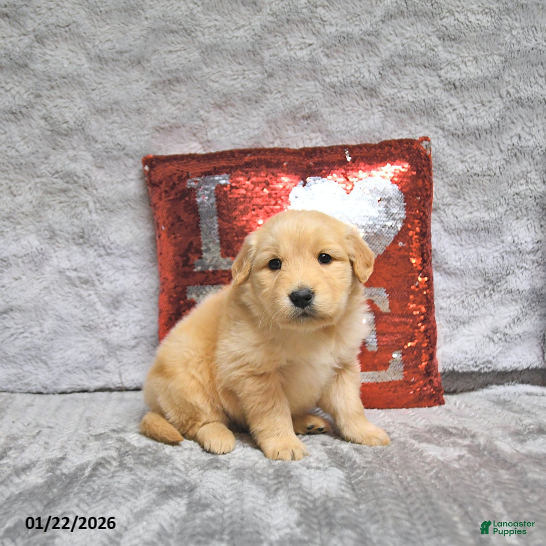 Golden Retriever dogs for sale: Lars - Ad 1
