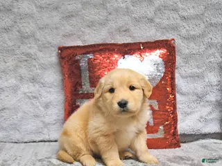 Golden Retriever dogs Lars - Ad 8