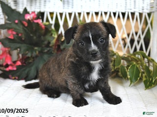 Mixed Breed dogs - Ad 38