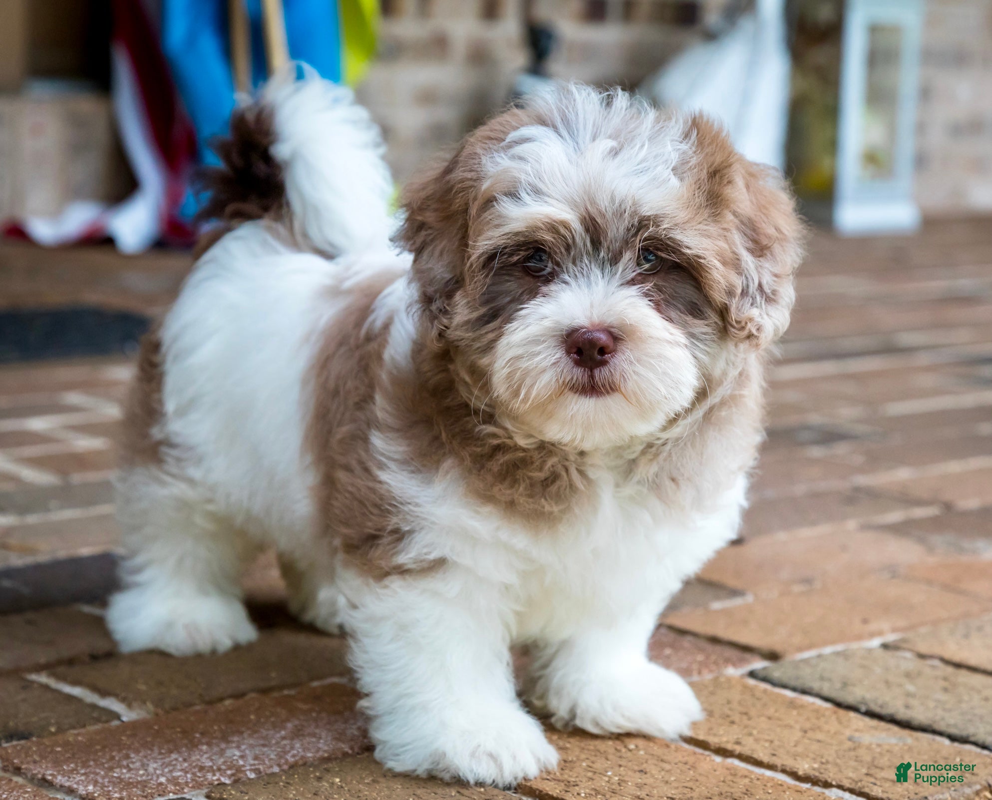 Shihpoo dogs Bennett - Ad 2