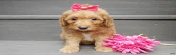 Mini Goldendoodle dogs for sale: Laci - Ad 3