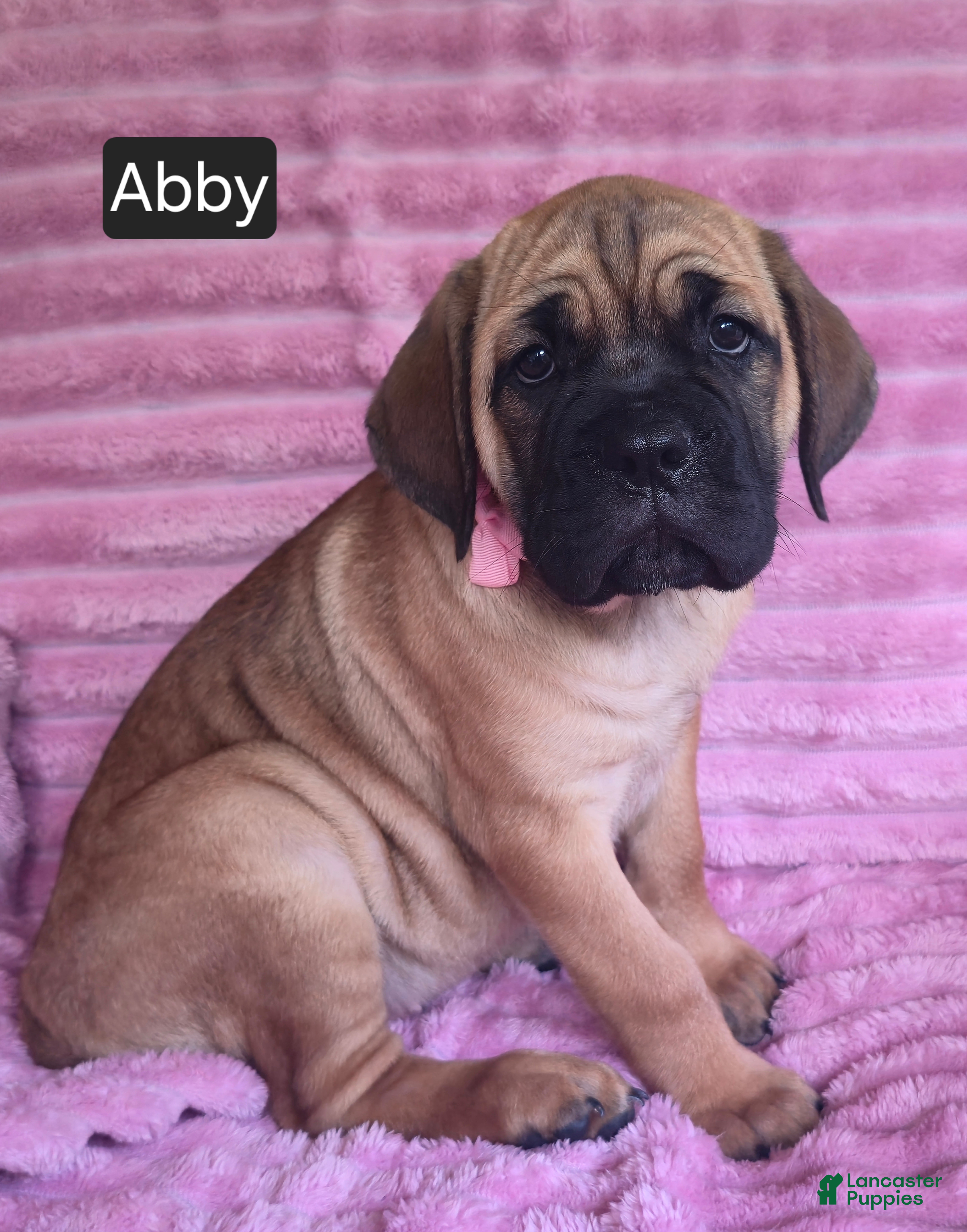 Cane Corso dogs Abby - Ad 1