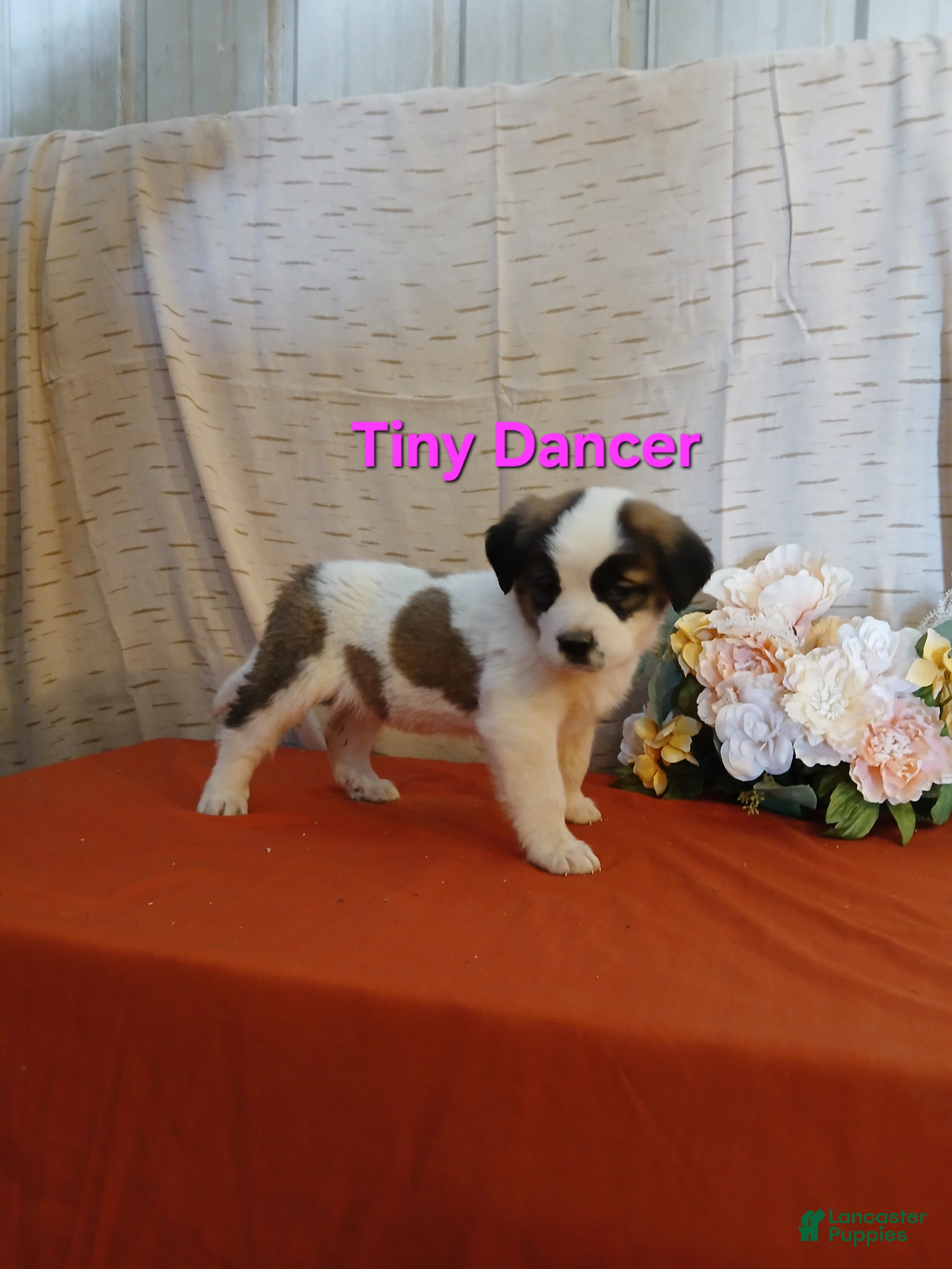 Saint Bernard dogs Tiny Dancer - Ad 34